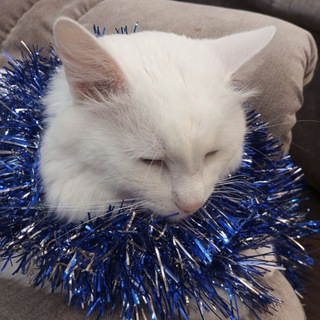 Логотип @cat_kitti_10 - 🦊вязанье)