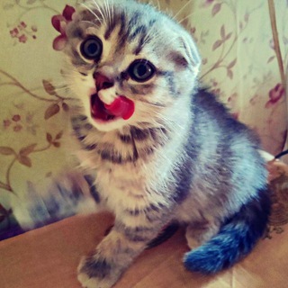 Логотип @cat_kotya - Коты кошки котики😻