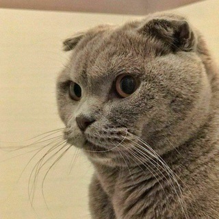 Логотип @cat_kv - cat mood 🐾