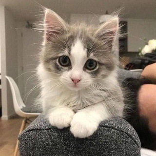 Логотип @cat_lover333 - Уголок котиков