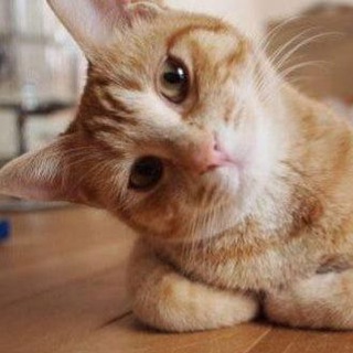 Логотип @cat_med_chat - Mad chat