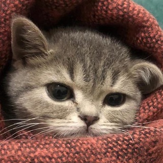 Логотип @cat_n_cat - CATsWORLD😻❤️🇺🇦