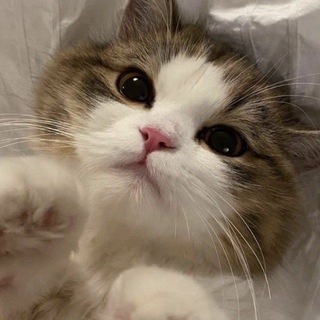 Логотип @cat_nomination - cat nomination