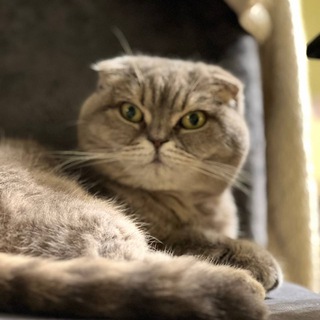 Логотип @cat_of_skripal - Кот Скрипалей (Z)