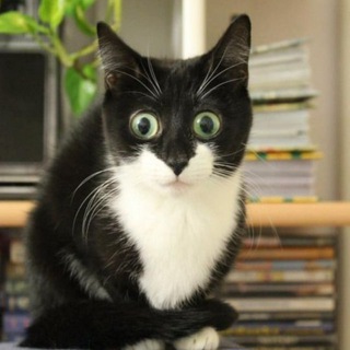 Логотип @cat_place - Котики 🐈🐈‍⬛