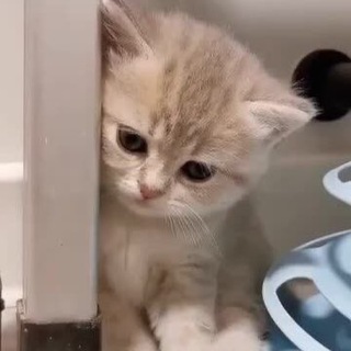 Логотип @cat_sex_cute - милые котики