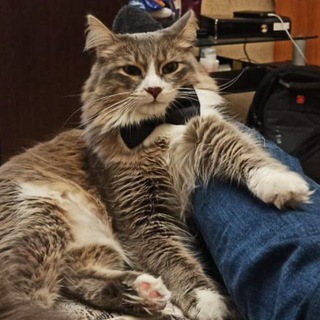 Логотип @cat_slash - Кот Слэш