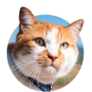 Логотип @cat_the_most - Кот Мостик