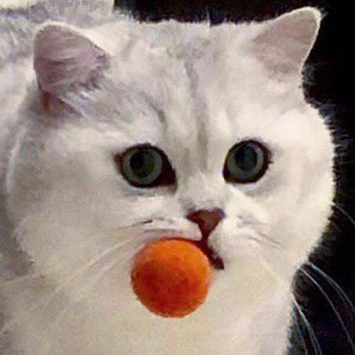 Логотип @cat_thief - Кошки воришки