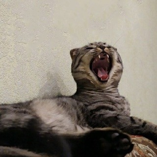 Логотип @cat_zdec - cat_zdec коты