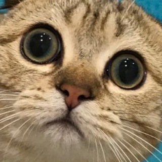 Логотип @catamurcatgena - 🄺🄾🅃 🄰🄼🅄🅁 🄸 🄶🄴🄽🄰