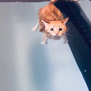 Логотип @catandpat - Cat and Pat's