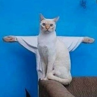 Логотип @catandraccoon - Котики и Енотики