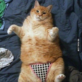 Логотип @catbase69 - КОТОБАЗА