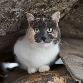 Логотип @catbusters - Кот из твоего двора