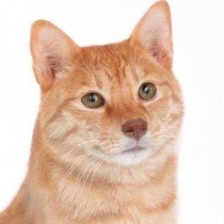 Логотип @catdogkek - 🐶 КОТЕЙКИ 🐱