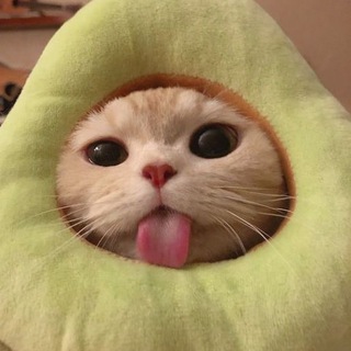 Логотип @catdress - платье для кота