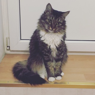 Логотип @cateatsstrangethings - Что съел мой кот