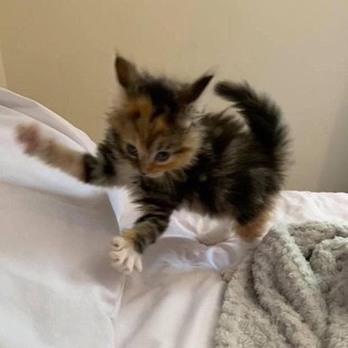 Логотип @catinapotmeow - Ⲕⲟⲧυⲕ ⲃ ⲅⲟⲣⲱⲟⳡⲕⲉ | Темы & языки