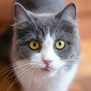 Логотип @catism_one - Кот №1