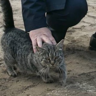 Логотип @cativan - Кот «Иваныч»