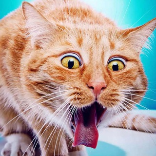 Логотип @catkomok - Комок шерсти