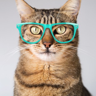 Логотип @catlawyer_feedback_bot - Консультация кота-юриста