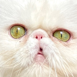 Логотип @catlesha - Кот Лёха