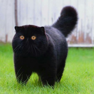 Логотип @catlifetime - КОТОНОВОСТИ 🐾