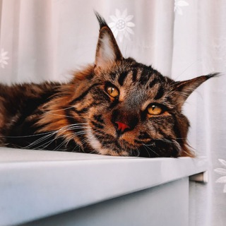 Логотип @catmarsell - Кот Марсель 🐈‍⬛