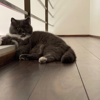Логотип @catmarusya - Cat Marusya