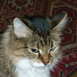 Логотип @catmem - мемы с котами блядь