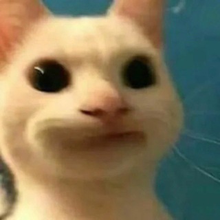 Логотип @catmemesandvideos - Cat Memes