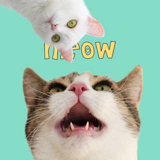 Логотип @catmiata - Мятный