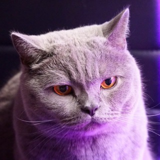 Логотип @catmoderne - Котомодерн