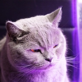 Логотип @catmodernews - Котомодермем