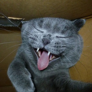 Логотип @catmoron - @Кот - Обормот 😹