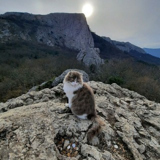 Логотип @catnewsdog - Cat