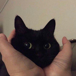 Логотип @catodaay - cats today ✨