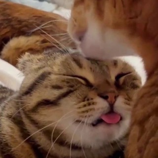 Логотип @catolyzer - Котолизатор