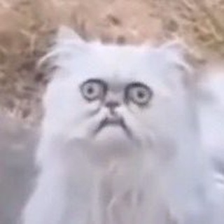 Логотип @catphilosophy - КОТОФИЛОСОФ