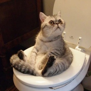 Логотип @catresearch - Cat Research