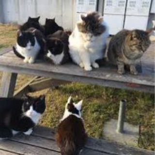 Логотип @catrussi - Все Коты!🐯