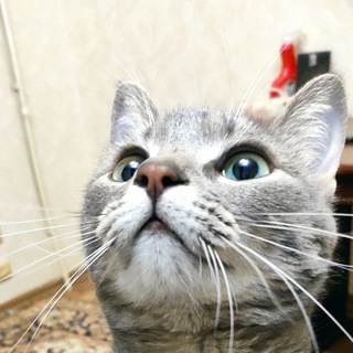 Логотип @cats22032021 - Опять коты?