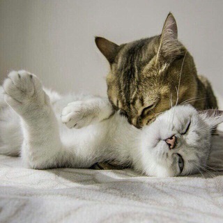 Логотип @cats_1 - Cat's😼🚀