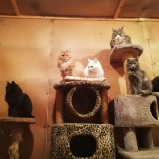 Логотип @cats_and_arina - НЕ БОЙСЯ, Я СПАСУ ТЕБЯ!