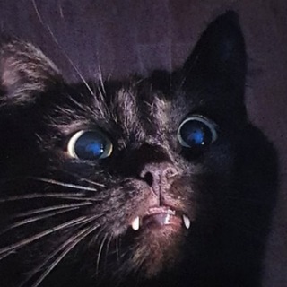 Логотип @cats_and_decay - Котики и тлен