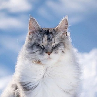 Логотип @cats_animation - Cats.Gif 🐱 Склад гифок с котами