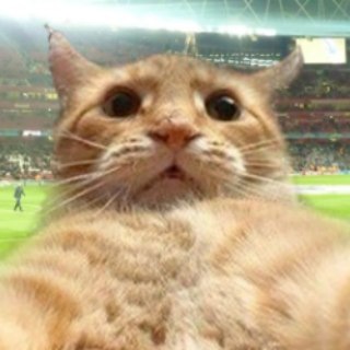 Логотип @cats_by - Чат котиков про футбол