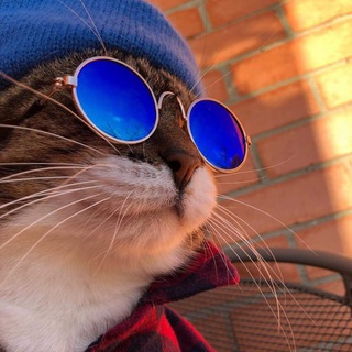 Логотип @cats_cool_best - КРУТЫЕ КОТИКИ 😻🙀